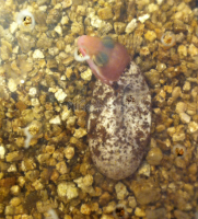 /album/gile14-2/ag-png1/