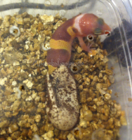 /album/gile14-2/ah-png1/