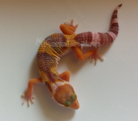 /album/gile14-2/gile14-2-png2/